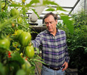 Scientist Harry Klee and his colleagues identified genes crucial to tomato flavor.